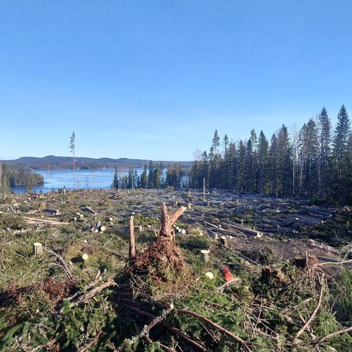Röjd yta med kvarliggande virke och utsikt mot en sjö och skog
