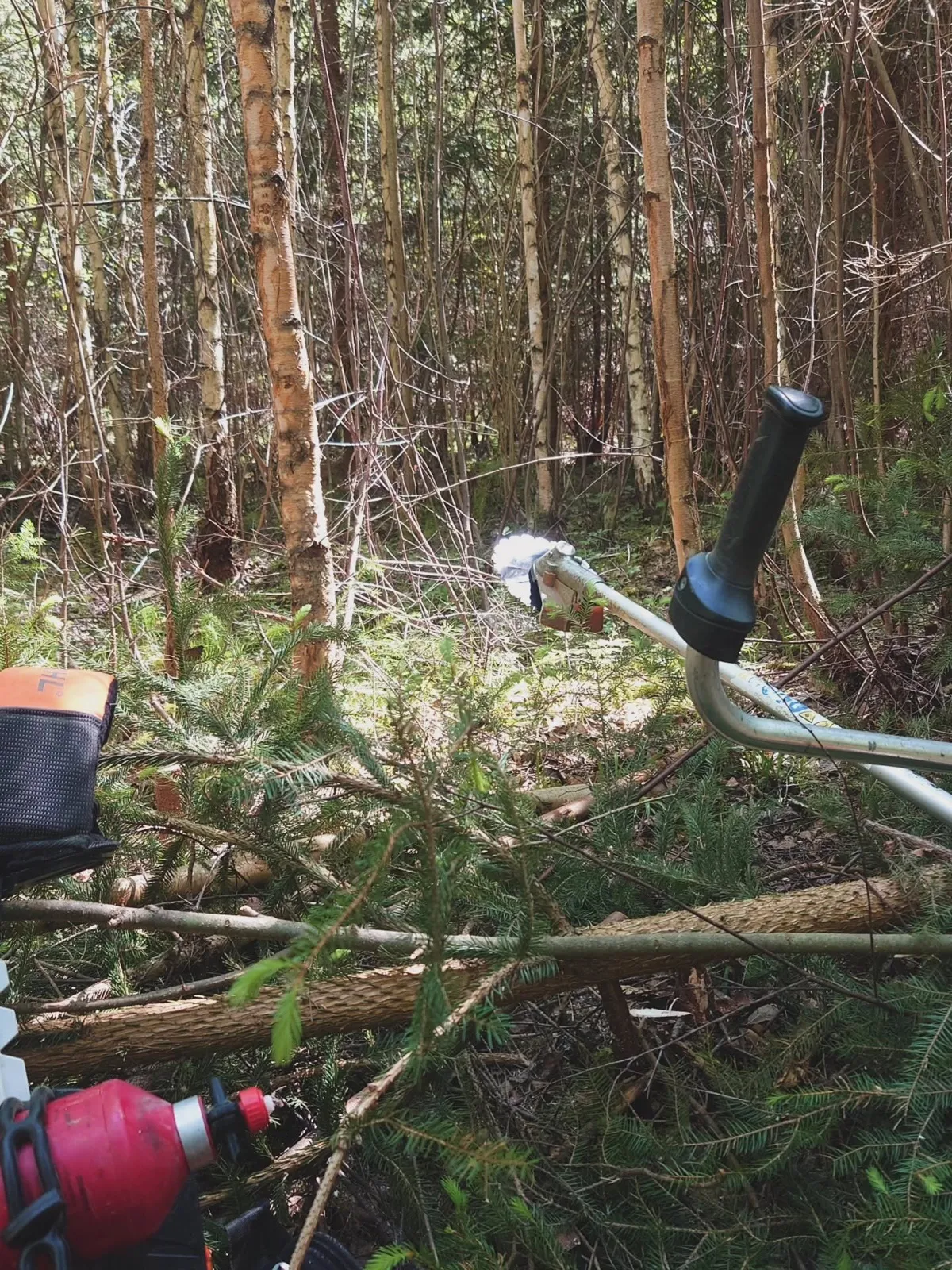 Röjsåg mitt i tät ungskog av björk och gran