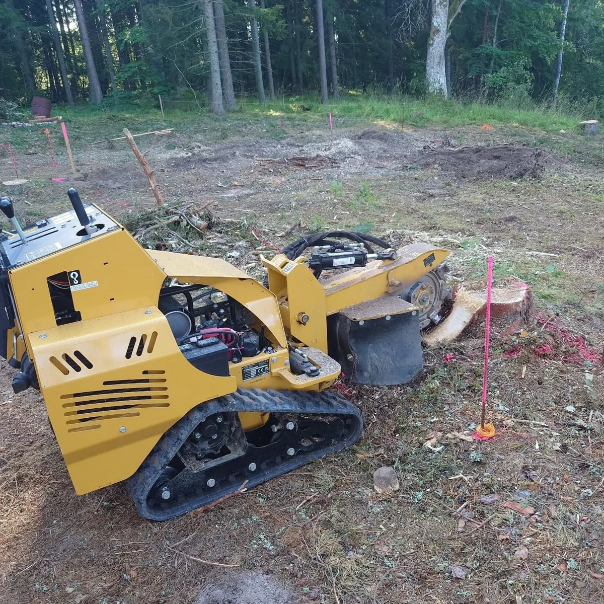 Gul bandgående stubbfräs vid en stubbe på en tomt med skog i bakgrunden